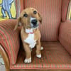 Kleine Bailey sucht ab Nov ein zu Hause