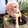 Kleiner Ronny sucht ein Körbchen