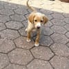 Kleiner Ronny sucht ein Körbchen
