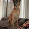 Mara ca. 10 Jahre ❤ 150 Euro Schutzgebü