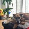 Mara ca. 10 Jahre ❤ 150 Euro Schutzgebü