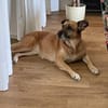 Mara ca. 10 Jahre ❤ 150 Euro Schutzgebü