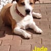 Jade ❤❤