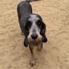 Zuhause gesucht für unsere sanfte Minnie