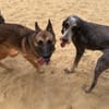 Zuhause gesucht für unsere sanfte Minnie