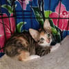 Malina und Ljuba aus dem Tierschutz