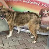 Emma sucht ab November ein zu Hause