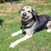 Senior Merlin hat 2. Chance verdient