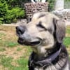 Senior Merlin hat 2. Chance verdient