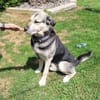 Senior Merlin hat 2. Chance verdient