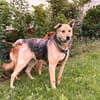schüchterner Benny (Tierschutz)