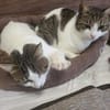 Xara & Zoi suchen ihr Für-immer-Zuhause