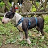 Esther