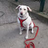 Hübsche Labrador Mix Hündin