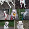Hübsche Labrador Mix Hündin