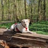 Hübsche Labrador Mix Hündin