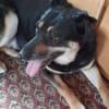 Peter 💙💙💙 sucht sein Happy-Home