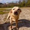 GIPSY  - ein Goldstück auf vier Pfoten