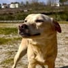GIPSY  - ein Goldstück auf vier Pfoten