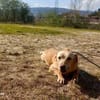 GIPSY  - ein Goldstück auf vier Pfoten