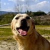 GIPSY  - ein Goldstück auf vier Pfoten