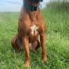 Cicco sucht sein Zuhause
