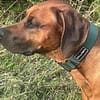 Cicco sucht sein Zuhause