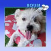 💛 BOUBI 💛 - SUCHT NEUES ZUHAUSE!