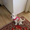 💛 BOUBI 💛 - SUCHT NEUES ZUHAUSE!