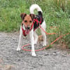 Snoa 9 Monate Foxterrier Mix