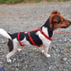 Snoa 9 Monate Foxterrier Mix