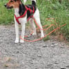 Snoa 9 Monate Foxterrier Mix
