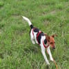 Snoa 9 Monate Foxterrier Mix