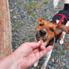 Snoa 9 Monate Foxterrier Mix