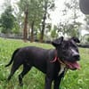 Pako