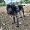 COOPER