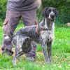 ARLEQUIN (en placement provisoire)