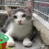 KITSU
