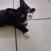 Whoppie