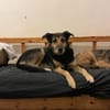 Nala