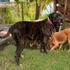 Perle, femelle, chien de cour italien, née le 24/02/2019