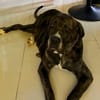 Perle, femelle, chien de cour italien, née le 24/02/2019
