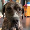 Perle, femelle, chien de cour italien, née le 24/02/2019
