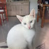 Aby, femelle croisée européen, née le 02/03/2025 🐱