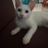 Aby, femelle croisée européen, née le 02/03/2025 🐱
