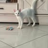 Aby, femelle croisée européen, née le 02/03/2025 🐱
