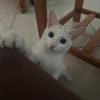Aby, femelle croisée européen, née le 02/03/2025 🐱