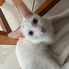 Aby, femelle croisée européen, née le 02/03/2025 🐱