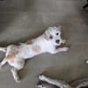 AEL, croisé griffon mignon