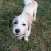 AEL, croisé griffon mignon